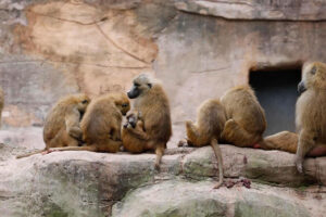 احتجاج جديد على خطة قتل قرود البابون في حديقة حيوانات نورمبرج   