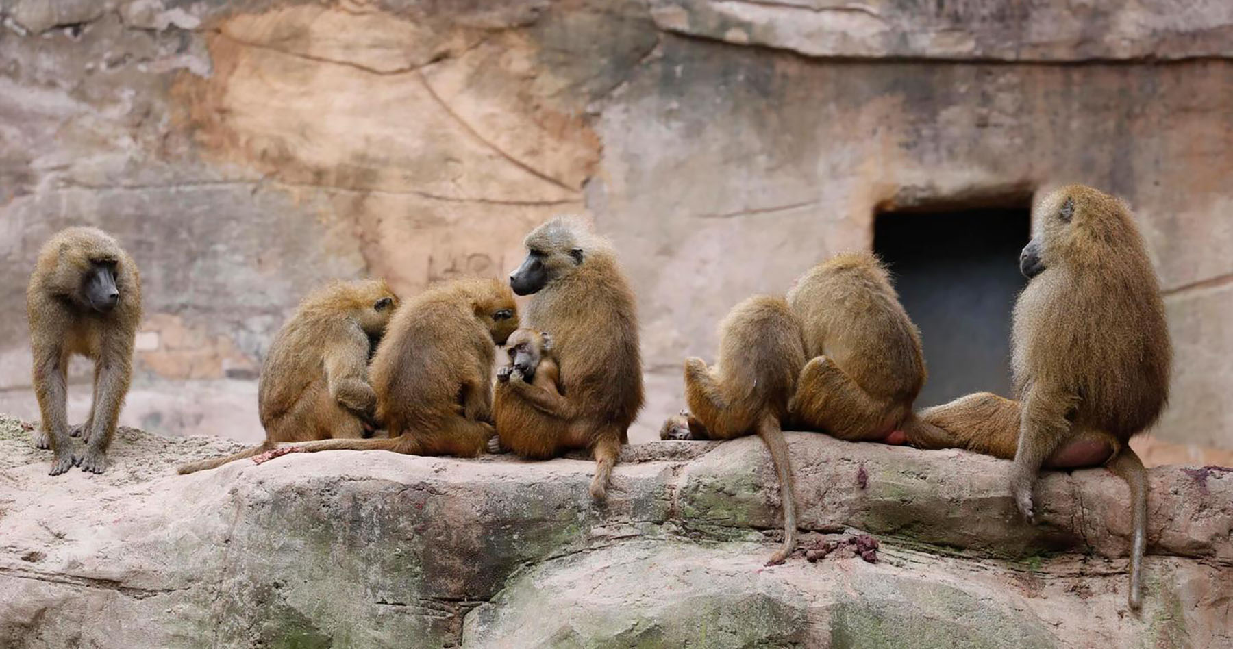 You are currently viewing احتجاج جديد على خطة قتل قرود البابون في حديقة حيوانات نورمبرج   