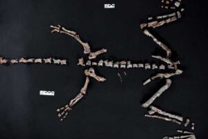 عثر علماء أرجنتينيون على عظام متحجرة لأحد أقدم أنواع الديناصورات في العالم في جبال الأنديز، حسبما أعلنت وكالة “كونيسيت” للبحوث، الأربعاء.