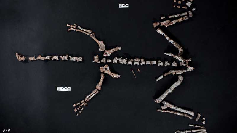 Read more about the article عثر علماء أرجنتينيون على عظام متحجرة لأحد أقدم أنواع الديناصورات في العالم في جبال الأنديز، حسبما أعلنت وكالة “كونيسيت” للبحوث، الأربعاء.