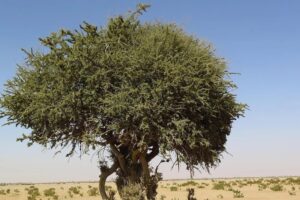 اكتشاف شجرة “السرح” النادرة في محمية الملك عبدالعزيز الملكية