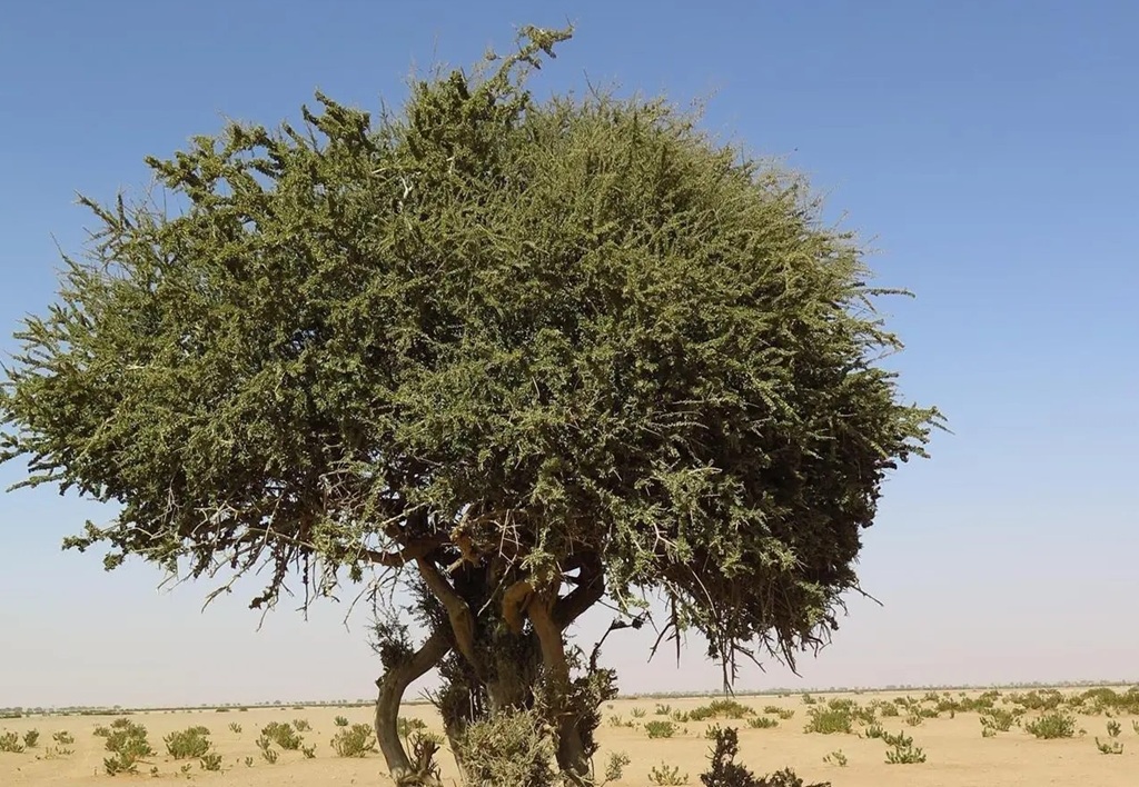 You are currently viewing اكتشاف شجرة “السرح” النادرة في محمية الملك عبدالعزيز الملكية