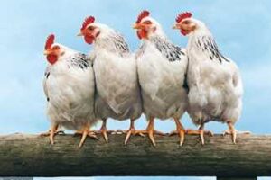 أسعار الفراخ اليوم السبت 18-10-2025 في بورصة الدواجن.. سعر كيلو الدجاج والكتكوت الأبيض