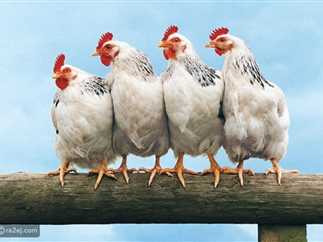 You are currently viewing أسعار الفراخ اليوم السبت 18-10-2025 في بورصة الدواجن.. سعر كيلو الدجاج والكتكوت الأبيض