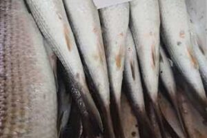 بكام الجمبري النهارده؟.. أسعار السمك بأسواق دمياط