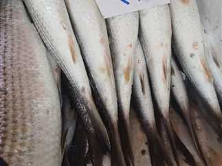 You are currently viewing بكام الجمبري النهارده؟.. أسعار السمك بأسواق دمياط