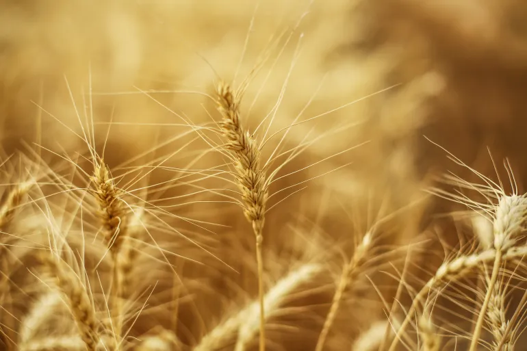 You are currently viewing اكتشاف “جين خفي” يضاعف إنتاج القمح 3 مرات.