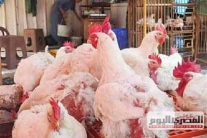 سعر الفراخ البيضاء يسجل أقل رقم له في شهرين.. أسعار الدواجن اليوم الأربعاء 19-11-2025