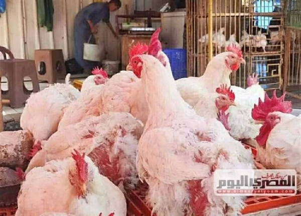 You are currently viewing سعر الفراخ البيضاء يسجل أقل رقم له في شهرين.. أسعار الدواجن اليوم الأربعاء 19-11-2025