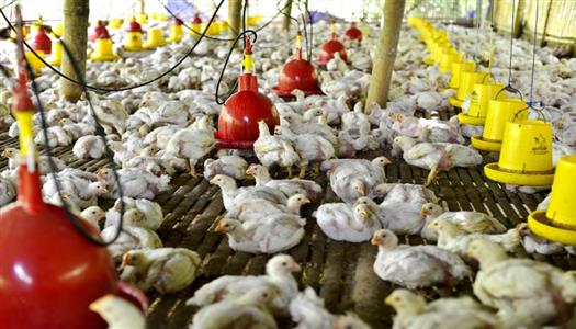 You are currently viewing أسعار الفراخ البيضاء في بورصة الدواجن اليوم الخميس 20-11-2025