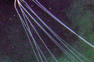 Bigfin Squid: A New Unlocked Mystery in the Deep