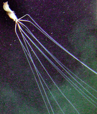 Read more about the article Bigfin Squid: A New Unlocked Mystery in the Deep